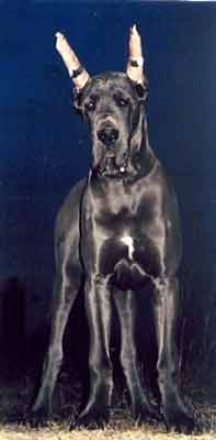 Rossini - dog niemiecki