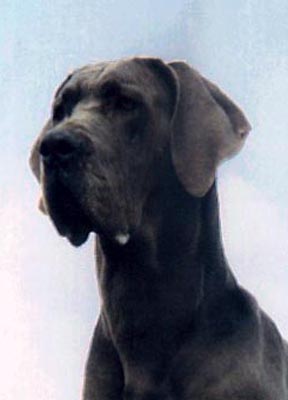 Zorrilla - dog niemiecki