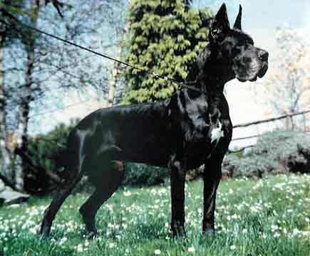 Ferro - dog niemiecki