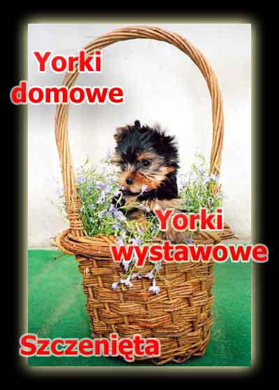 yorki - szczenię yorkshire terrier